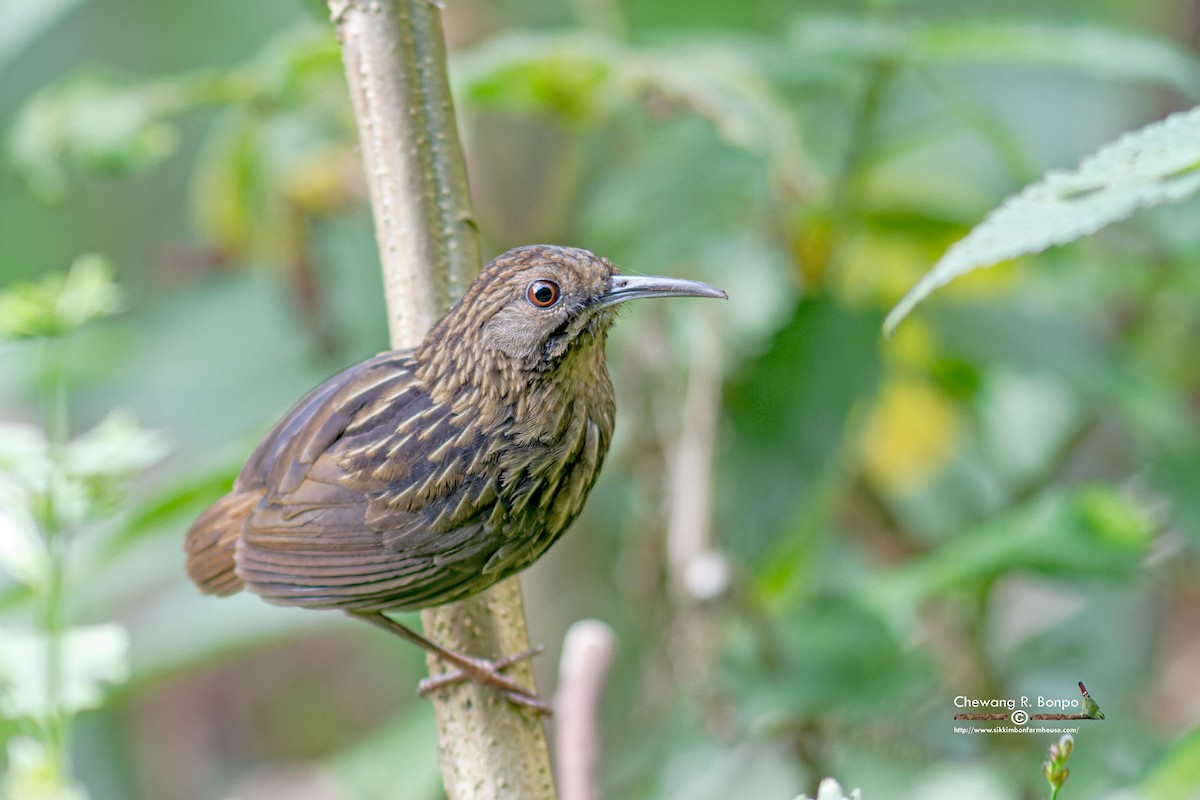 Long-billed Wren-Babbler - ML577376421