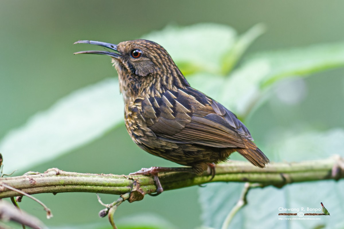 Long-billed Wren-Babbler - ML577376431