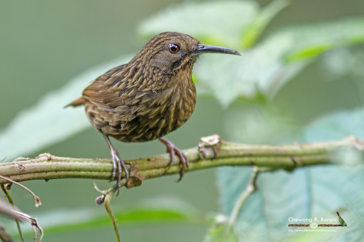 Long-billed Wren-Babbler - ML577376441