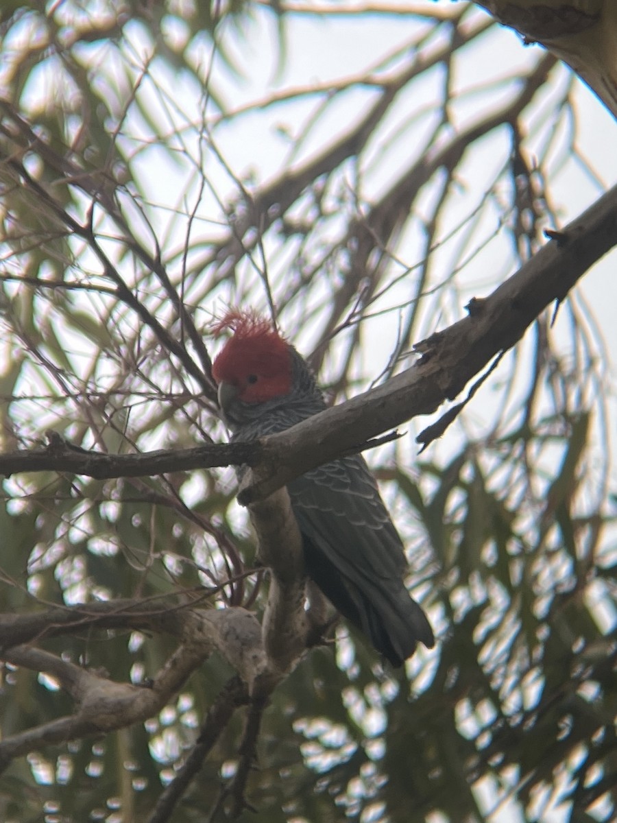 Cacatoès à tête rouge - ML577377221