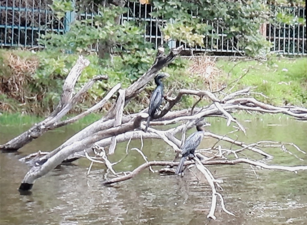 Little Cormorant - ML577377371