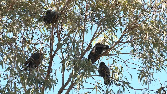 Carnaby's Black-Cockatoo - ML577377771