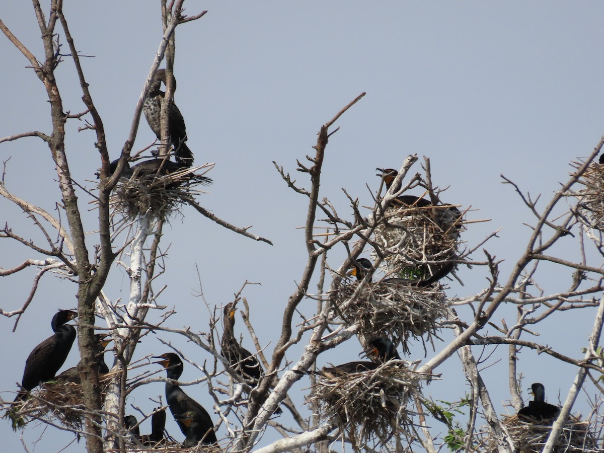 Cormorán Orejudo - ML577377801