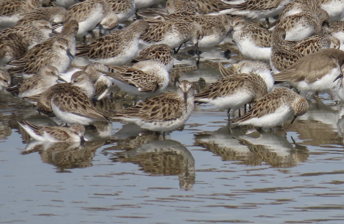 White-rumped Sandpiper - Mary Ratcliff