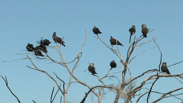 Carnaby's Black-Cockatoo - ML577379851