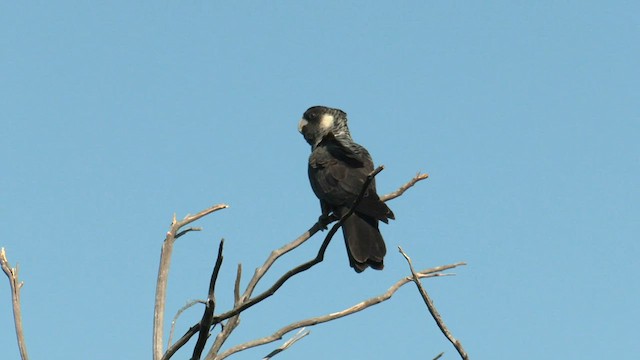 Cacatúa Fúnebre Piquicorta - ML577380051