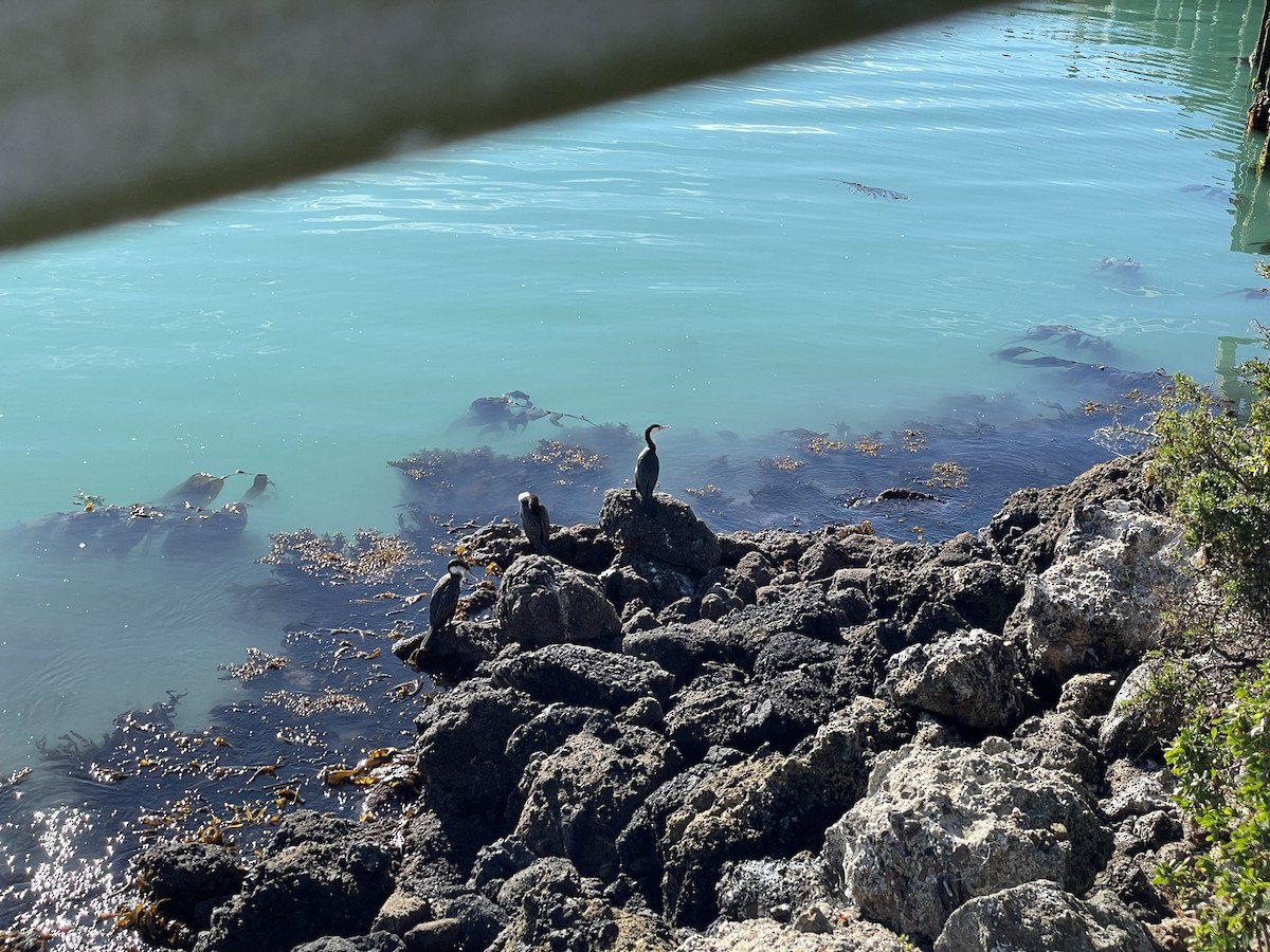 Pied Cormorant - ML577380441