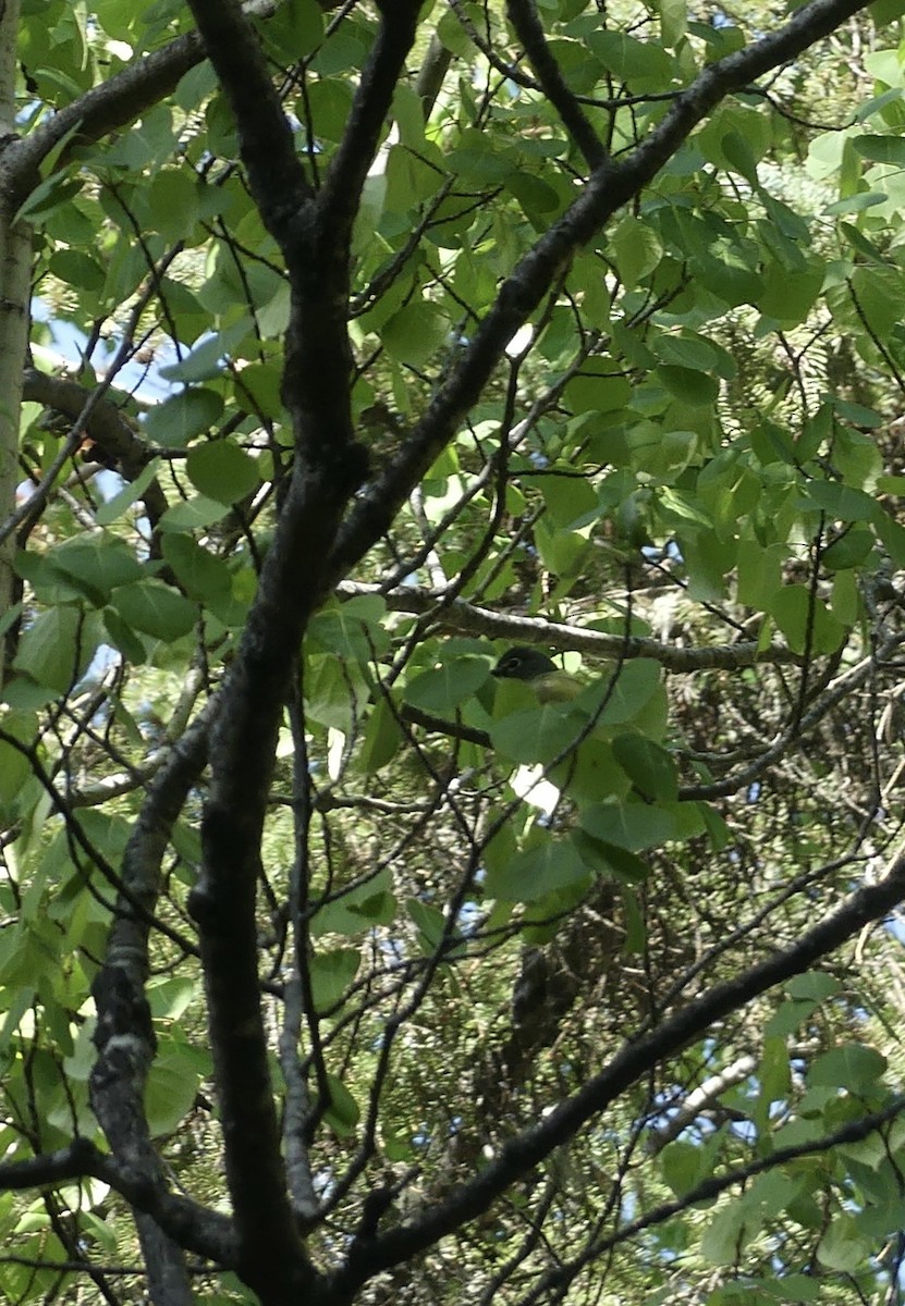 Blue-headed Vireo - T A