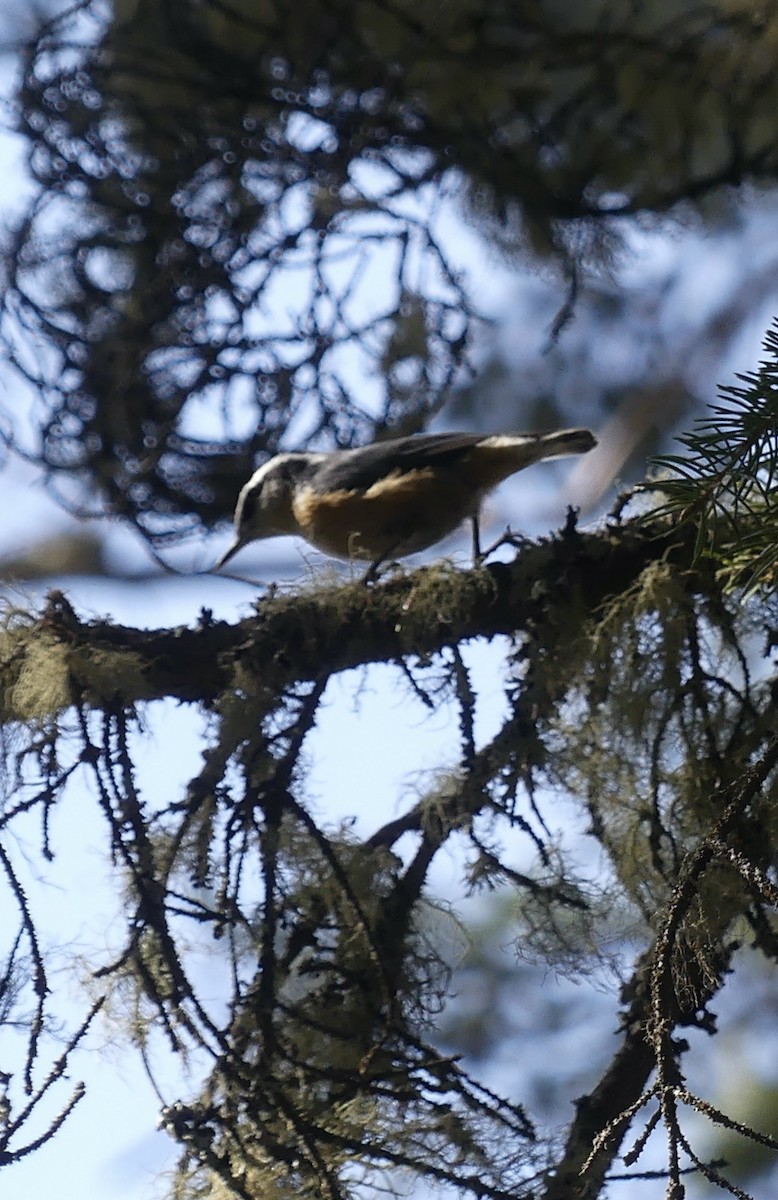 ムネアカゴジュウカラ - ML577380831