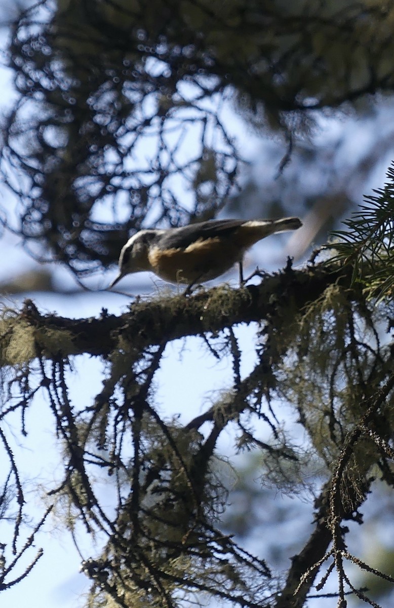 Red-breasted Nuthatch - ML577380831