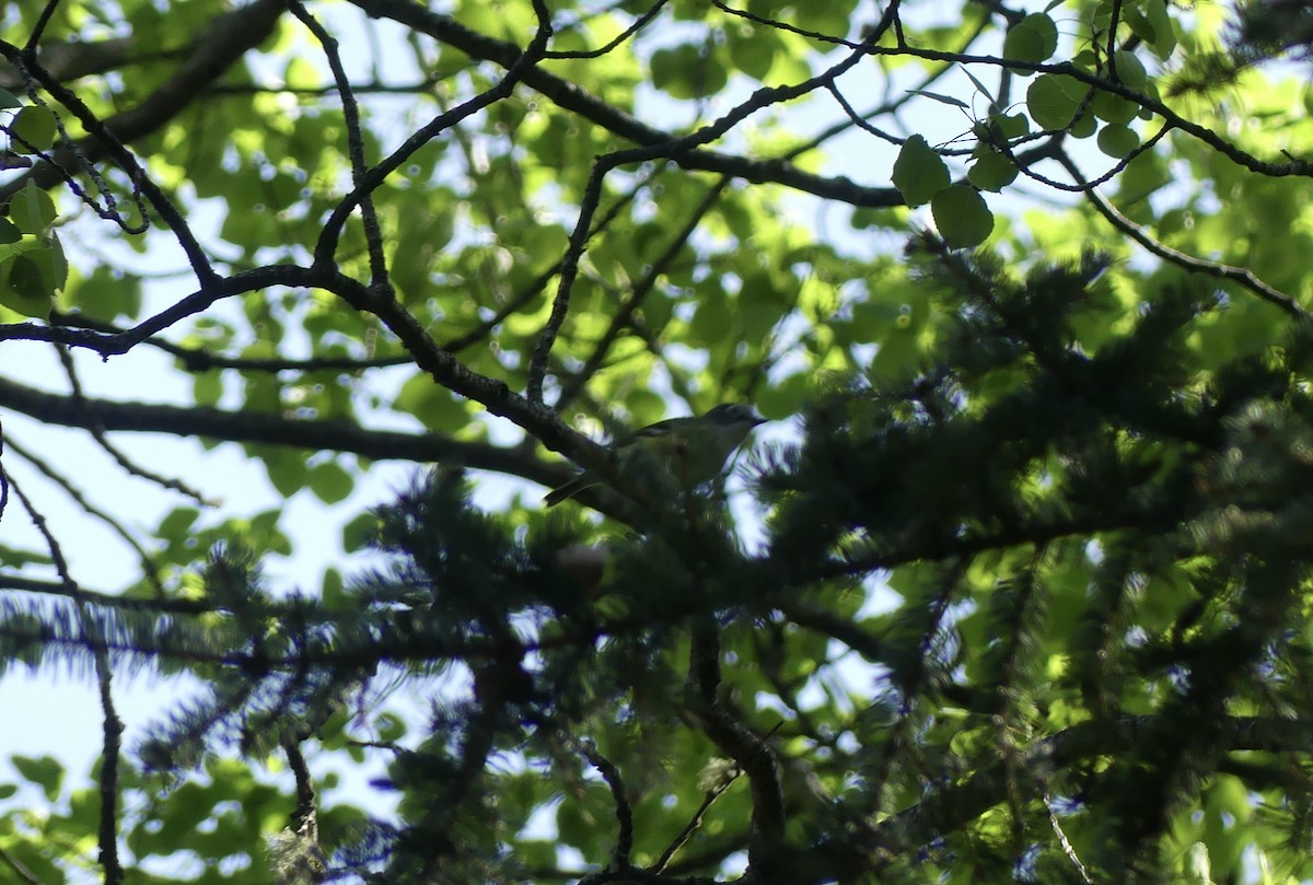 Blue-headed Vireo - ML577380851