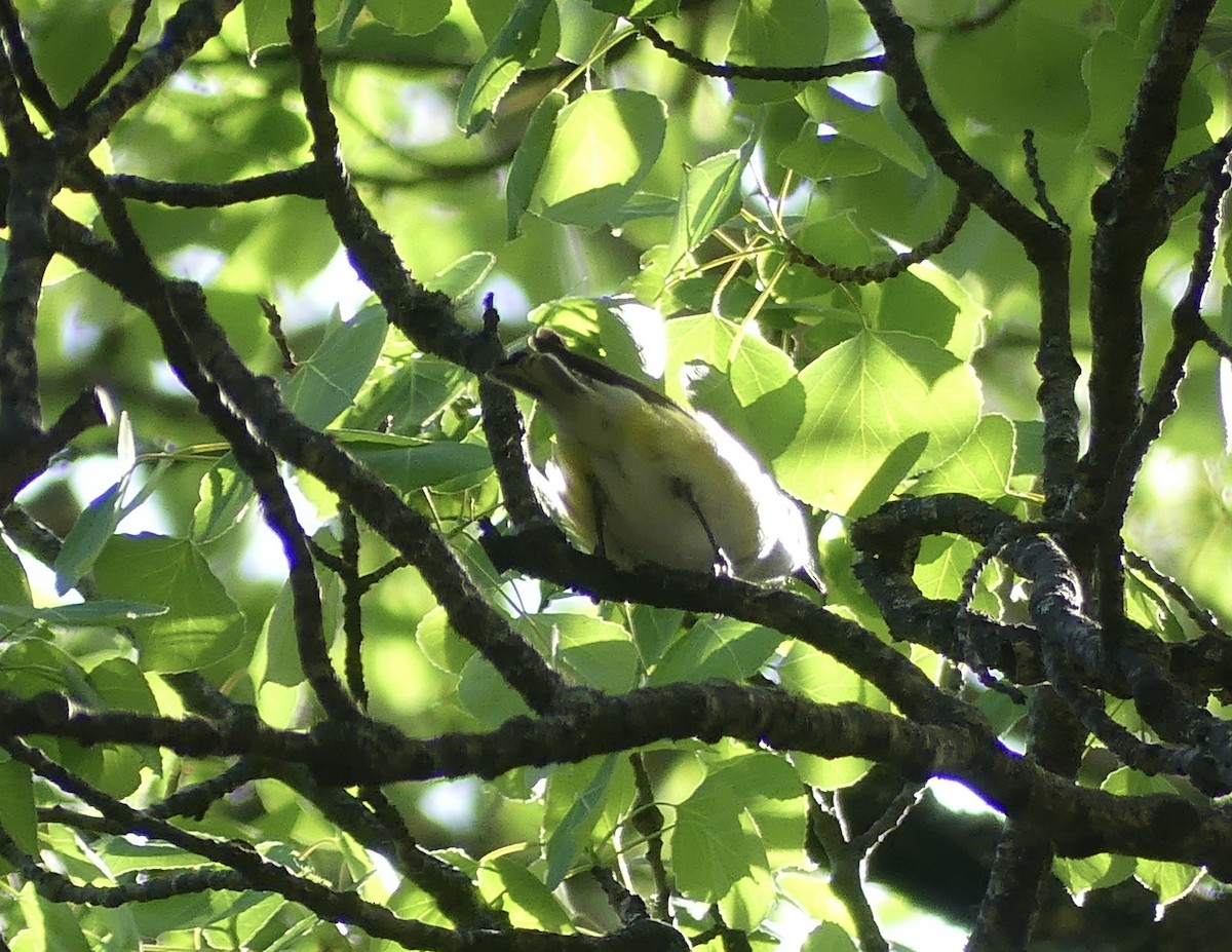 Blue-headed Vireo - ML577380871