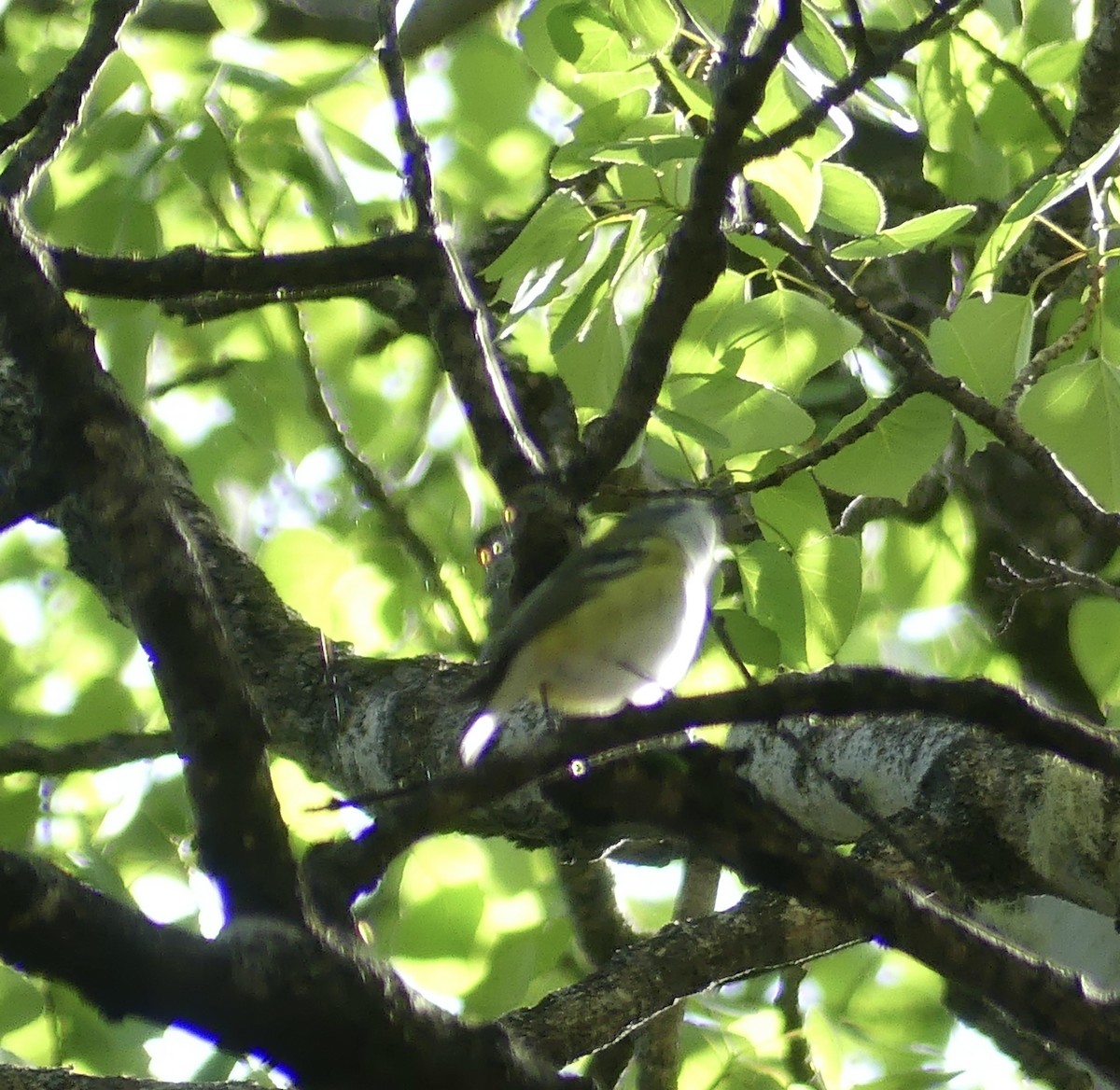 Blue-headed Vireo - T A