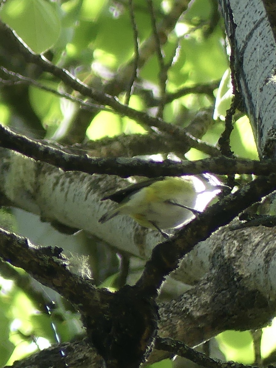 Blue-headed Vireo - T A