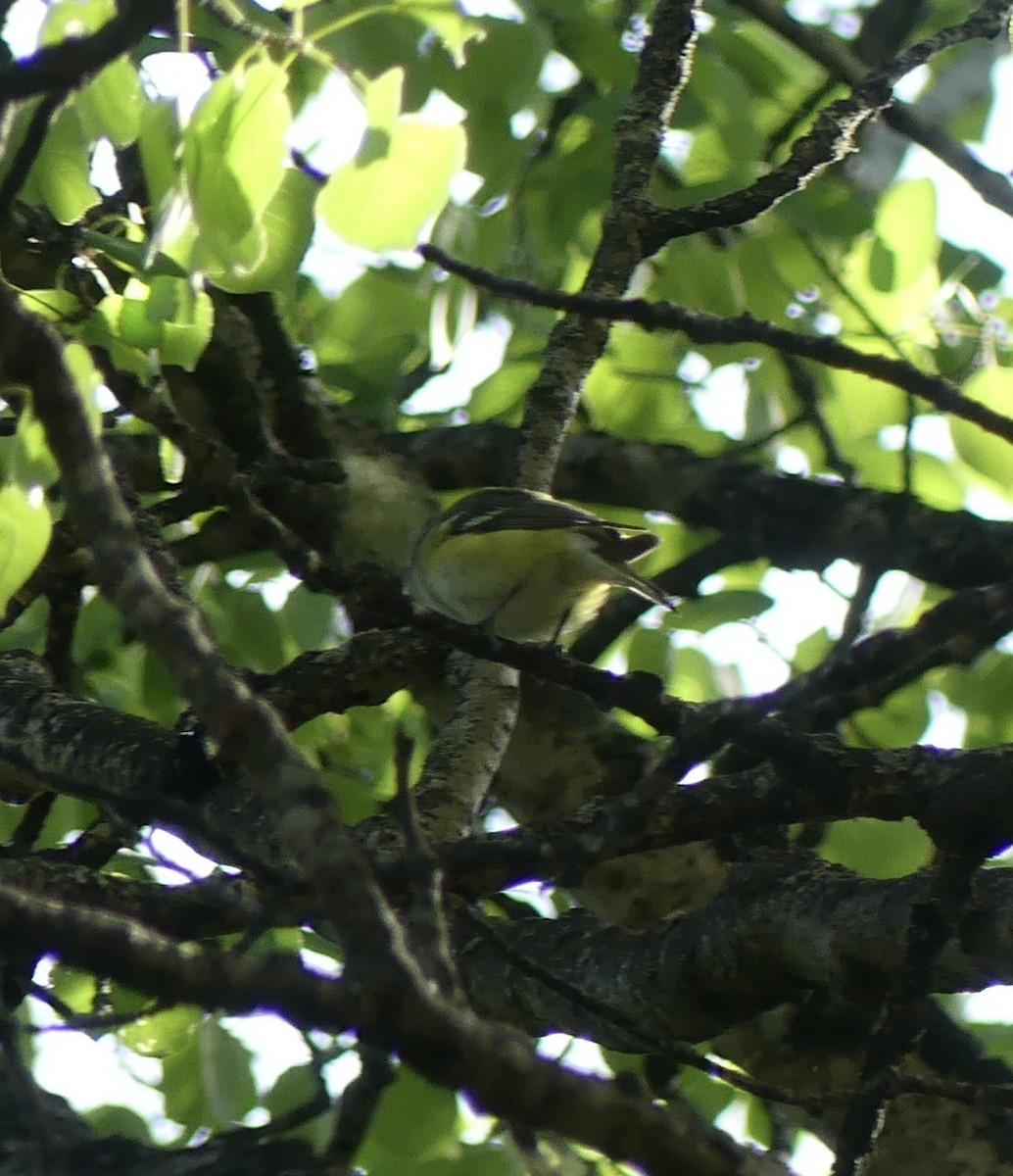 Blue-headed Vireo - ML577380931