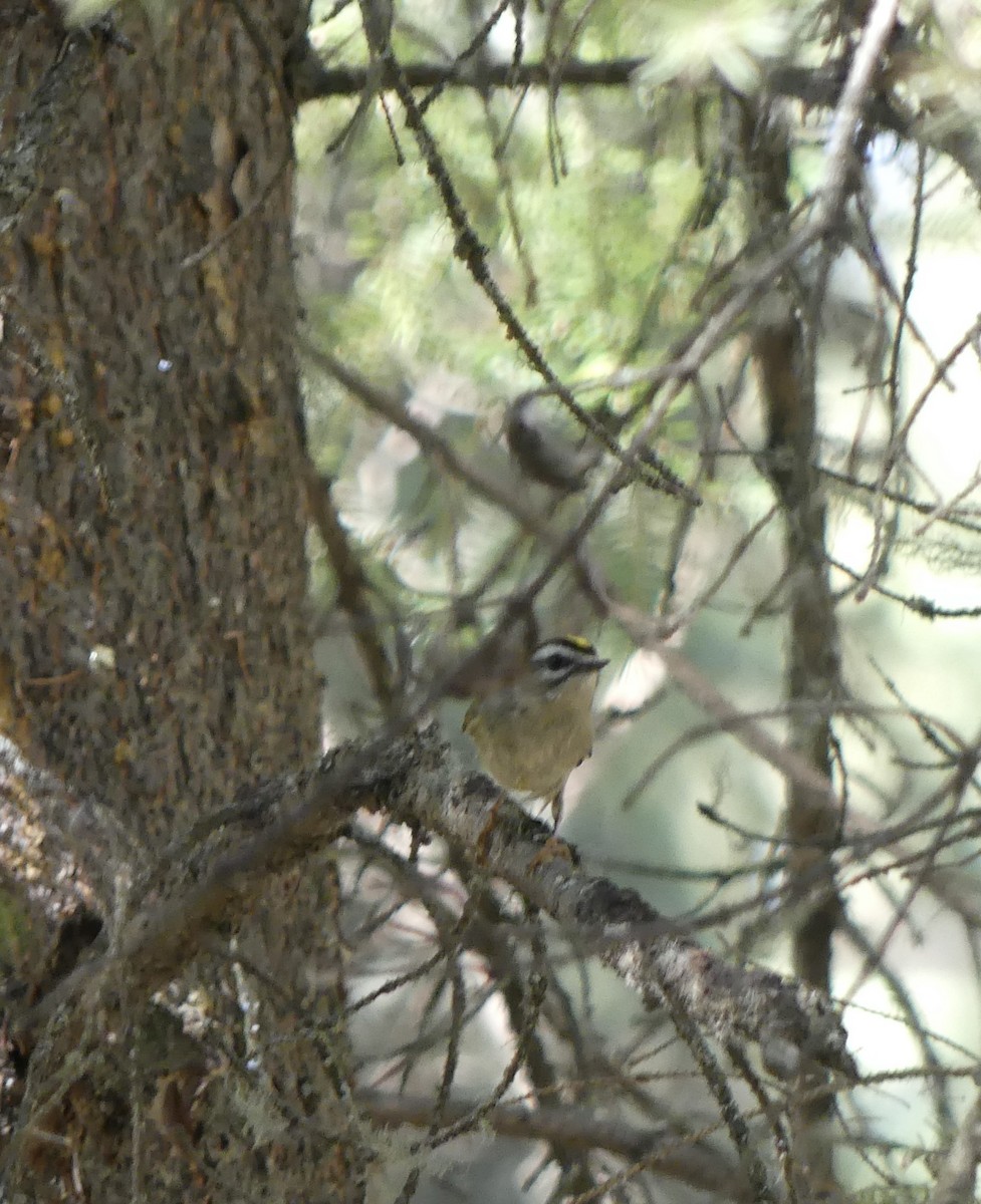 Golden-crowned Kinglet - T A