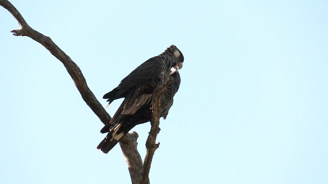 Cacatúa Fúnebre Piquicorta - ML577380981