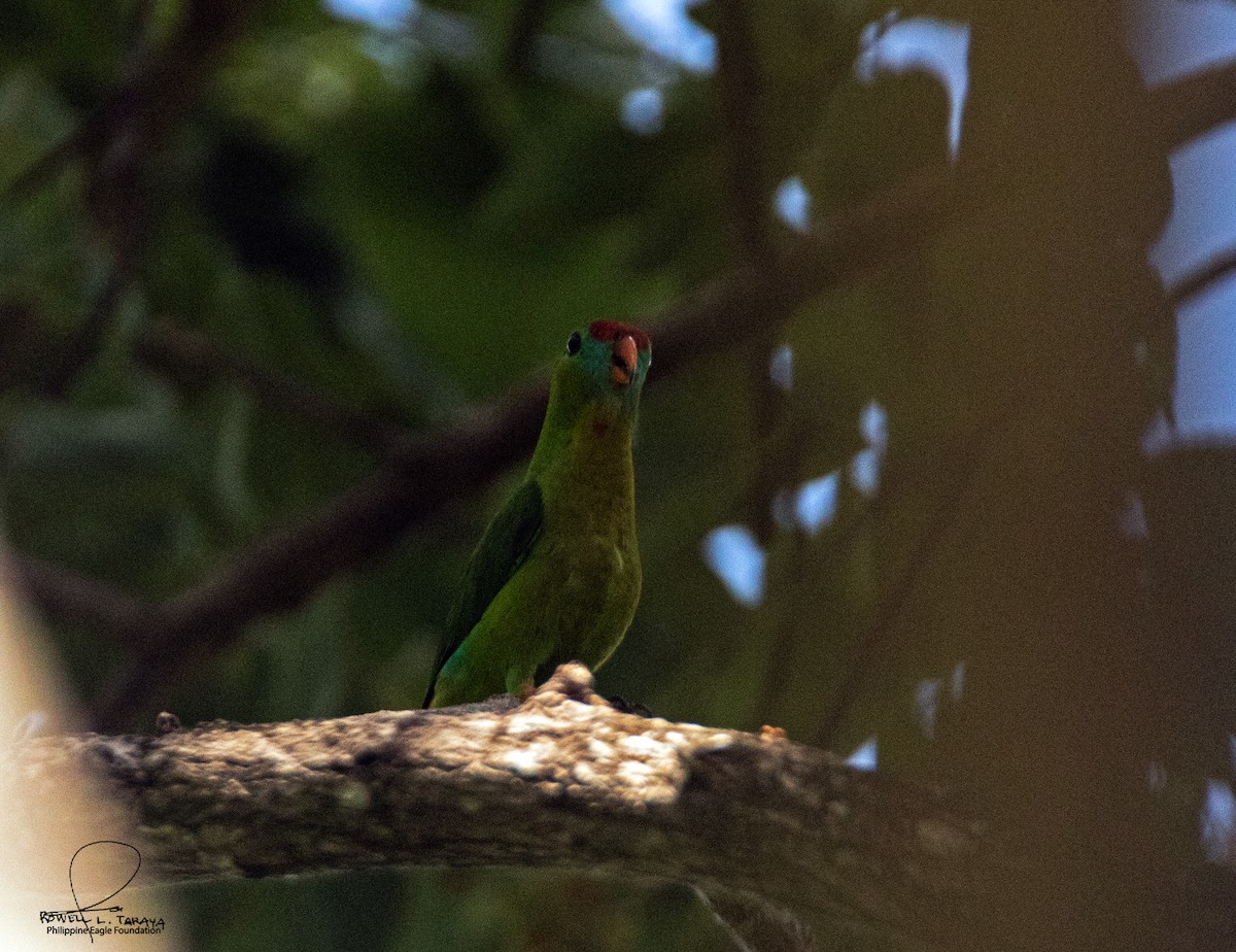 Philippine Hanging-Parrot - ML577381581