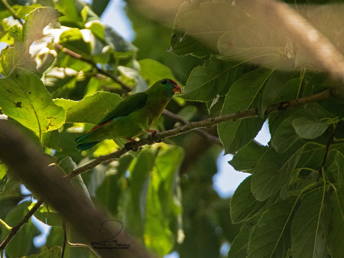 Philippine Hanging-Parrot - ML577381591