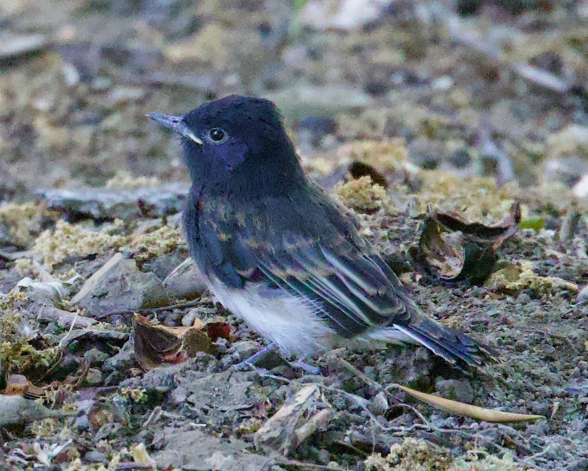 Black Phoebe - Dave Bengston