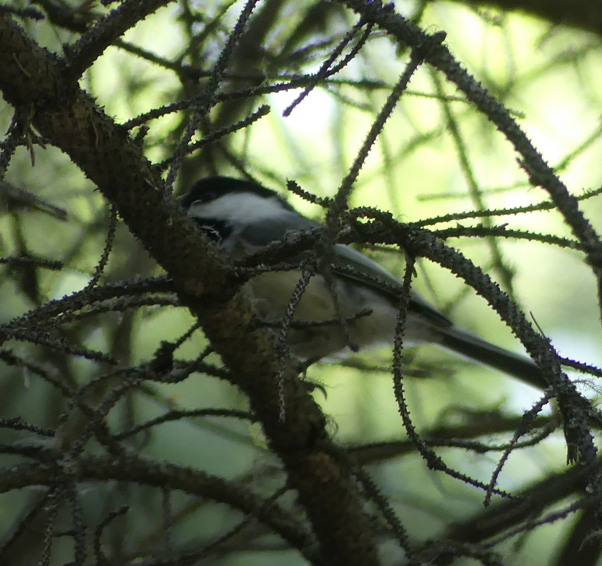 Black-capped Chickadee - ML577382081