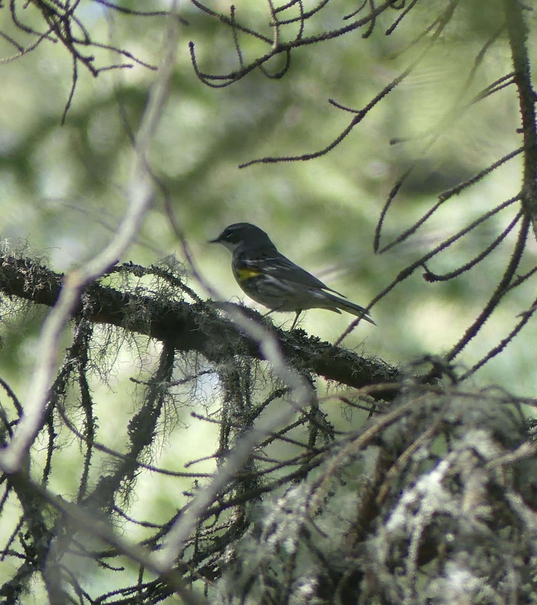 キヅタアメリカムシクイ（coronata） - ML577382121