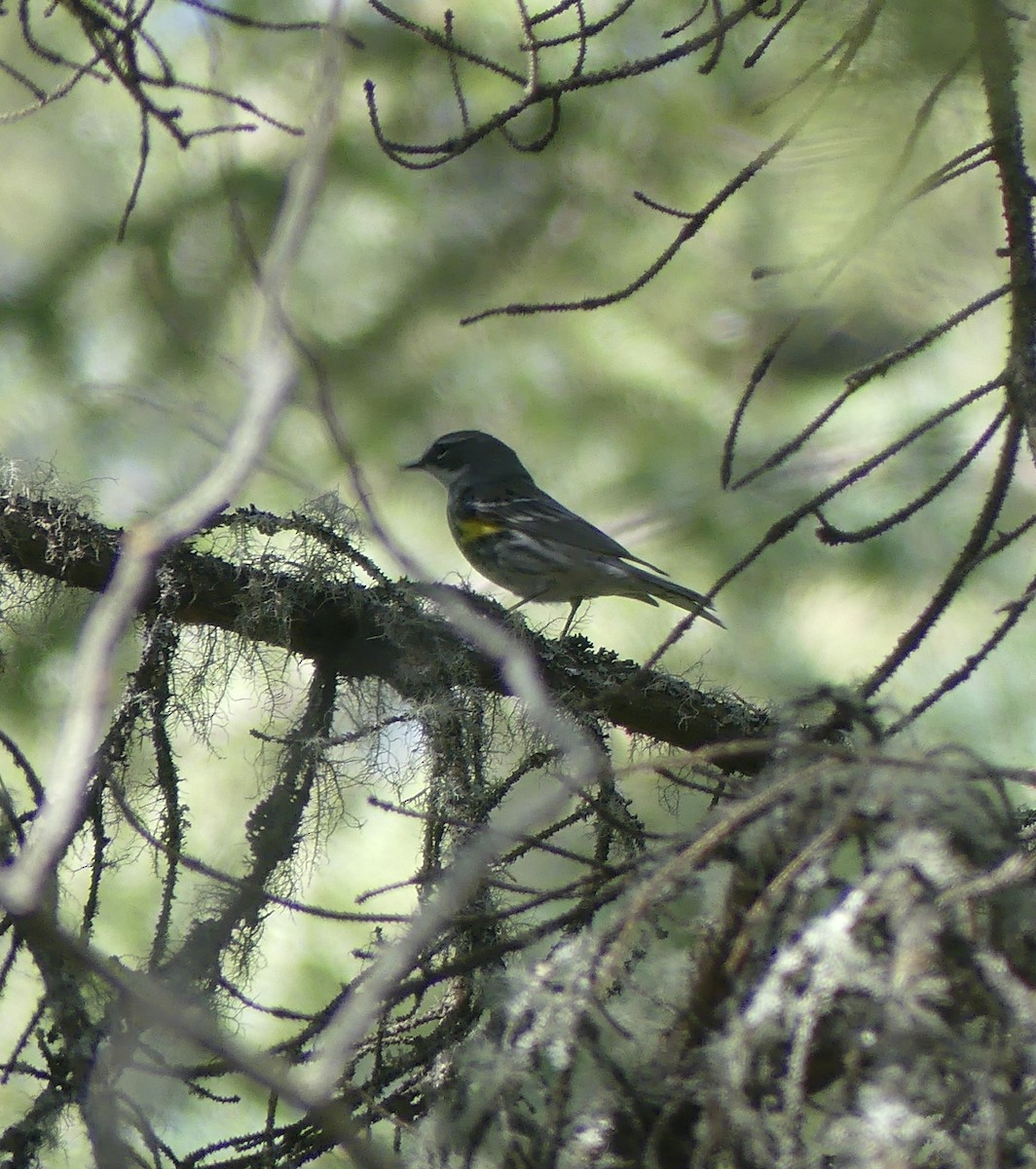 Yellow-rumped Warbler (Myrtle) - ML577382121