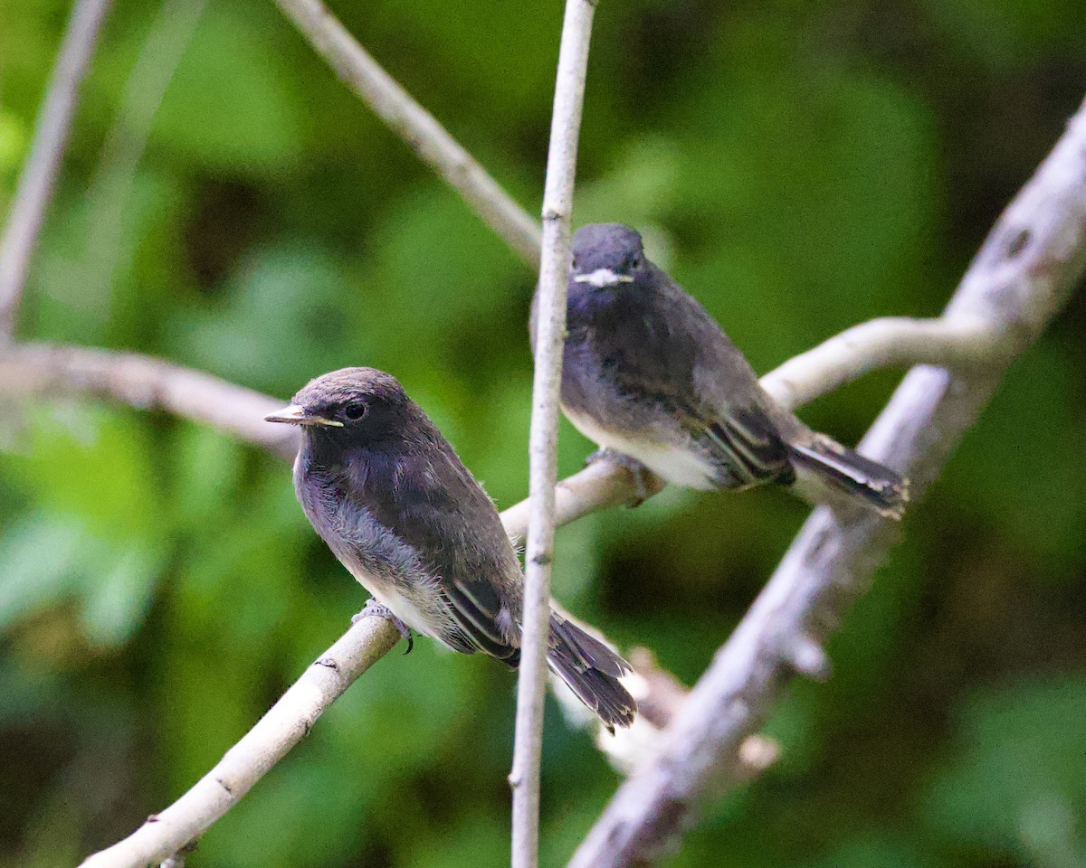 Black Phoebe - Dave Bengston