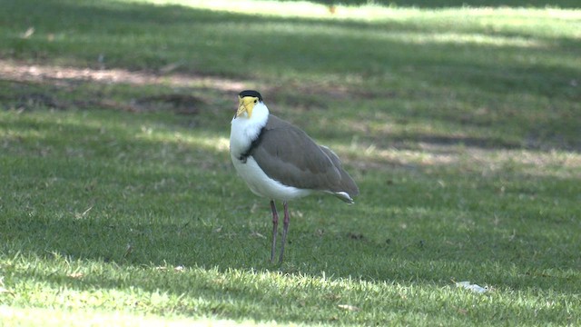 Masked Lapwing - ML577383601