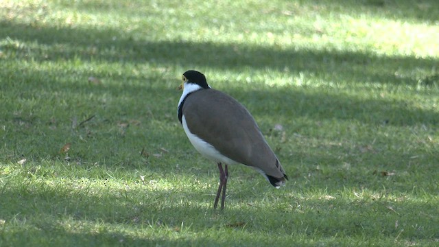 Masked Lapwing - ML577383611