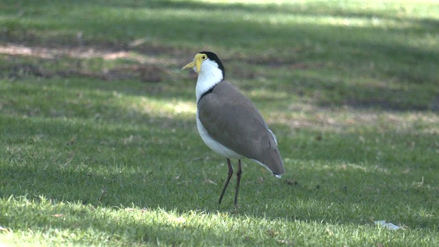 Masked Lapwing - ML577383631