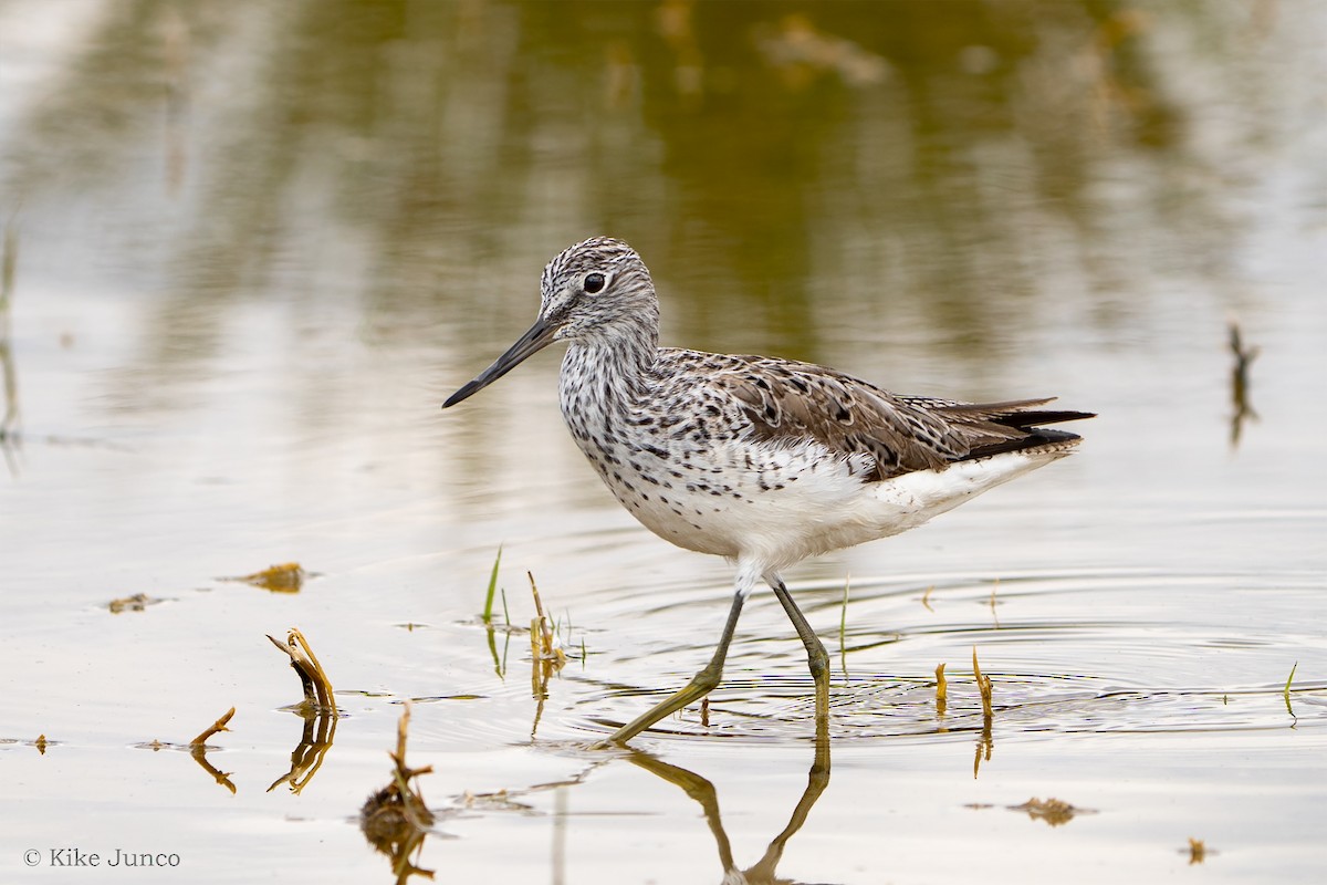 Common Greenshank - ML577384131