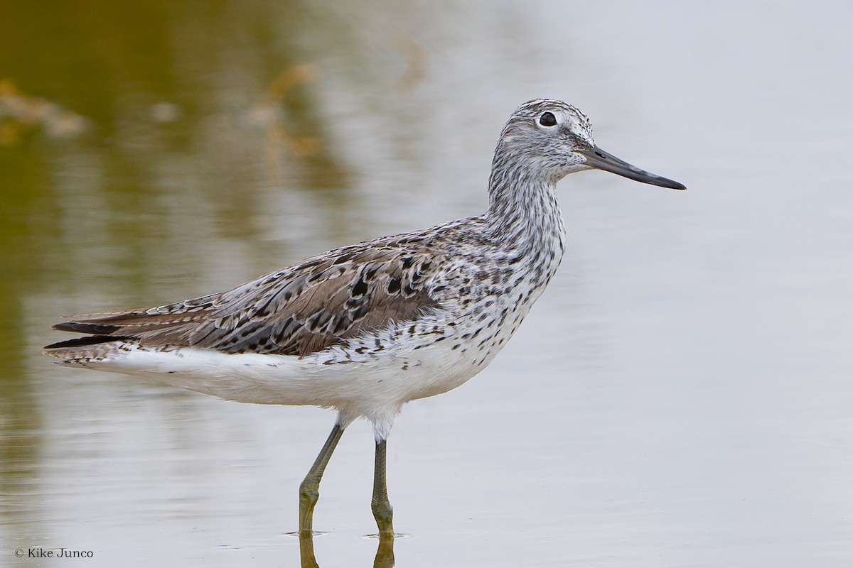 Common Greenshank - ML577384151