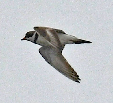 Semipalmated Plover - ML577384371