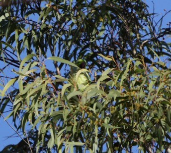 Rose-ringed Parakeet - ML577384491