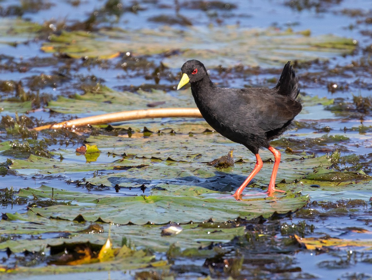 Black Crake - William Price