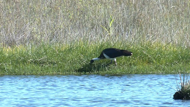 Straw-necked Ibis - ML577385321