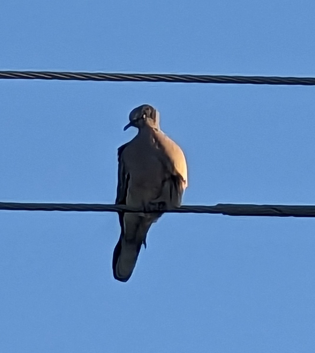 Spotted Dove - ML577385951