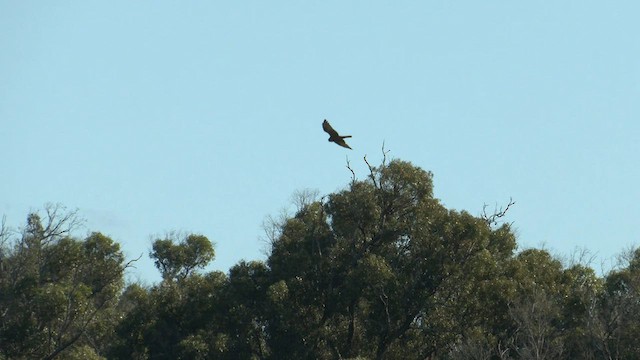 Swamp Harrier - ML577386211