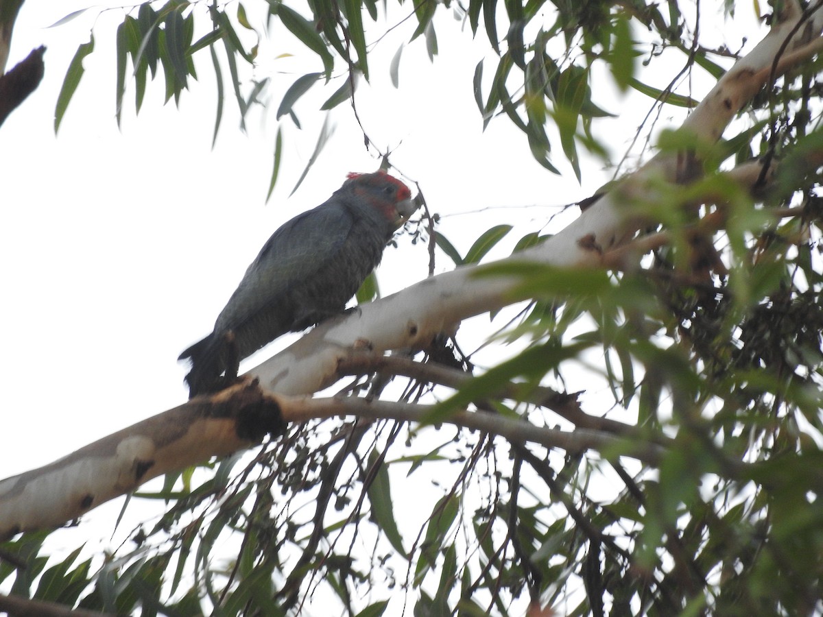 Gang-gang Cockatoo - Archer Callaway