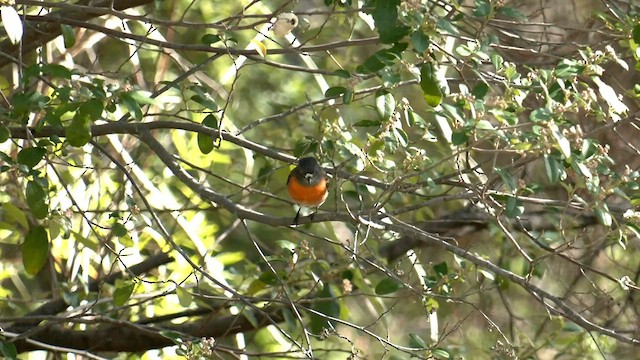 skarlagenflueskvett (campbelli) - ML577388271