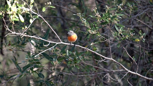 サンショクヒタキ（campbelli） - ML577388281