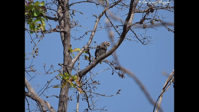 Forest Owlet - ML577388781