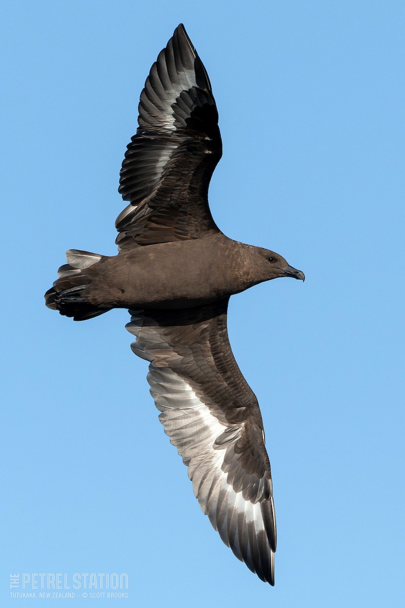 Brown Skua (Subantarctic) - ML577389381