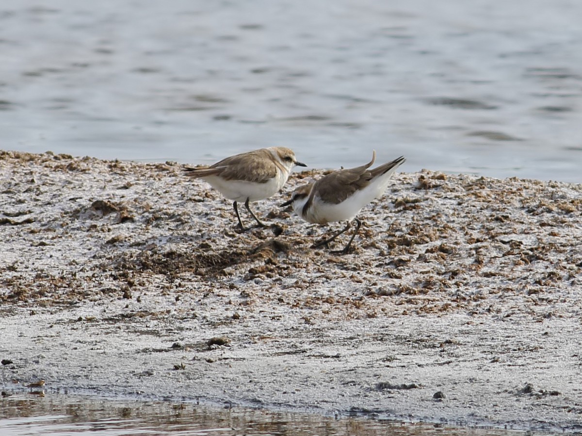 Kentish Plover - ML577389741