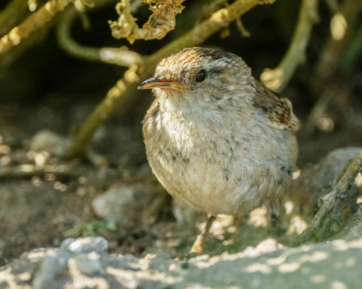 Marsh Wren - ML577389851