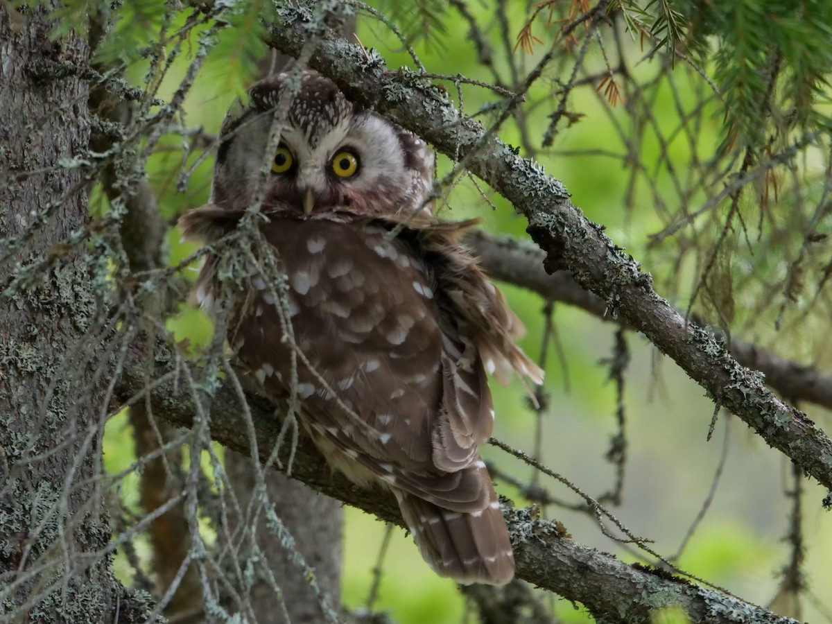 Boreal Owl (Tengmalm's) - Roger Horn