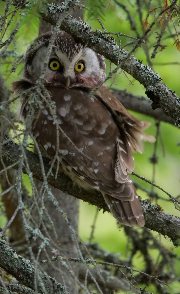 Boreal Owl (Tengmalm's) - Roger Horn