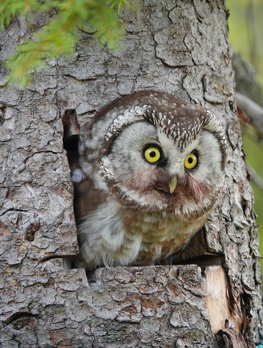 Boreal Owl (Tengmalm's) - Kathleen Horn