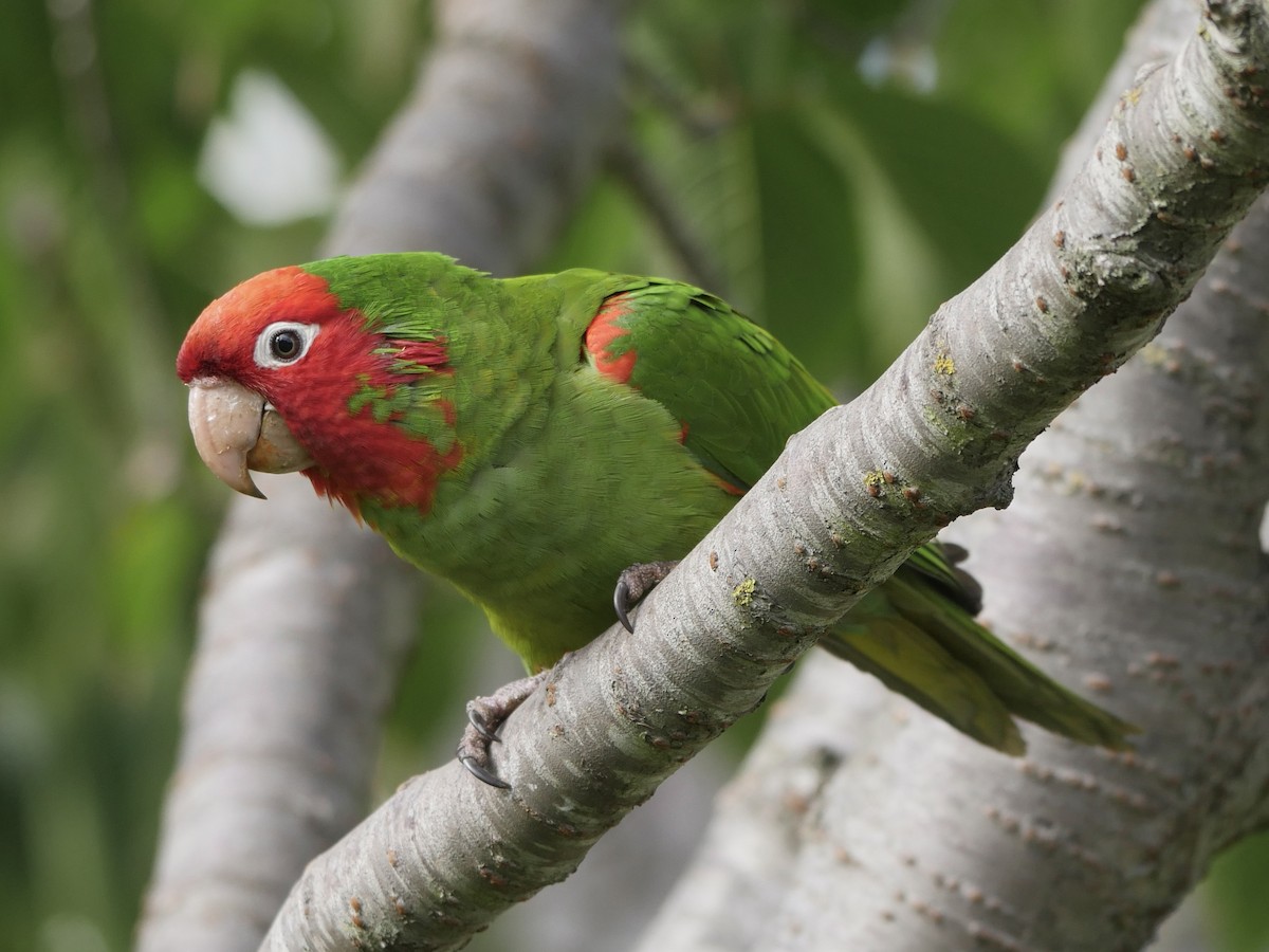 Red-masked Parakeet - Richard Hasegawa